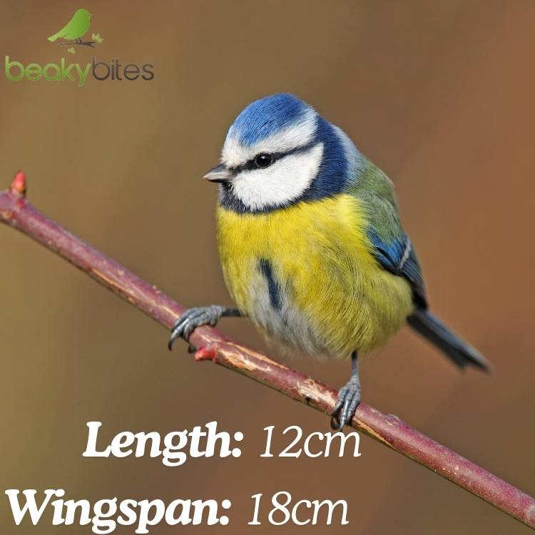 Blue Tit Size